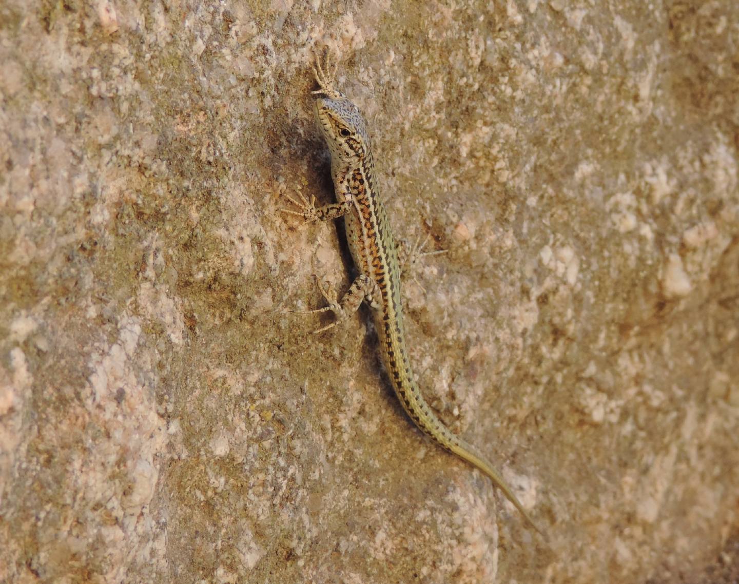 Podarcis virescens